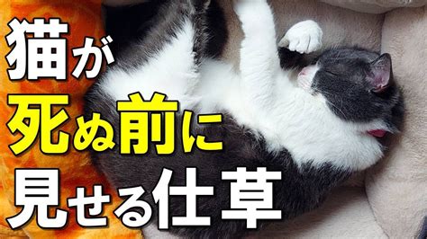 猫死|【猫が死ぬ前にする行動】後悔しない最期の看取り方は？